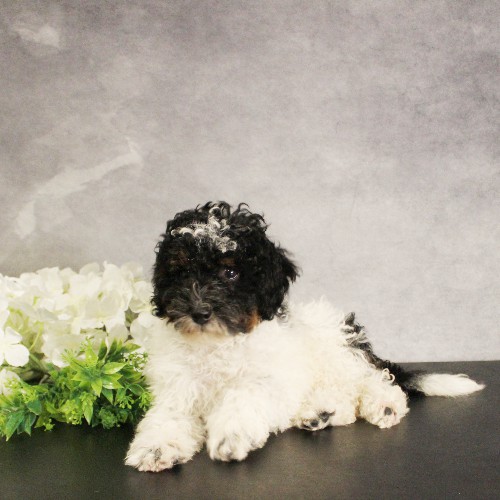 puppy, for, sale, Miniature Bernedoodle, Melvin  Fisher, dog, breeder, Coatesville, PA, dog-breeder, puppy-for-sale, forsale, nearby, find, puppyfind, locator, puppylocator, aca