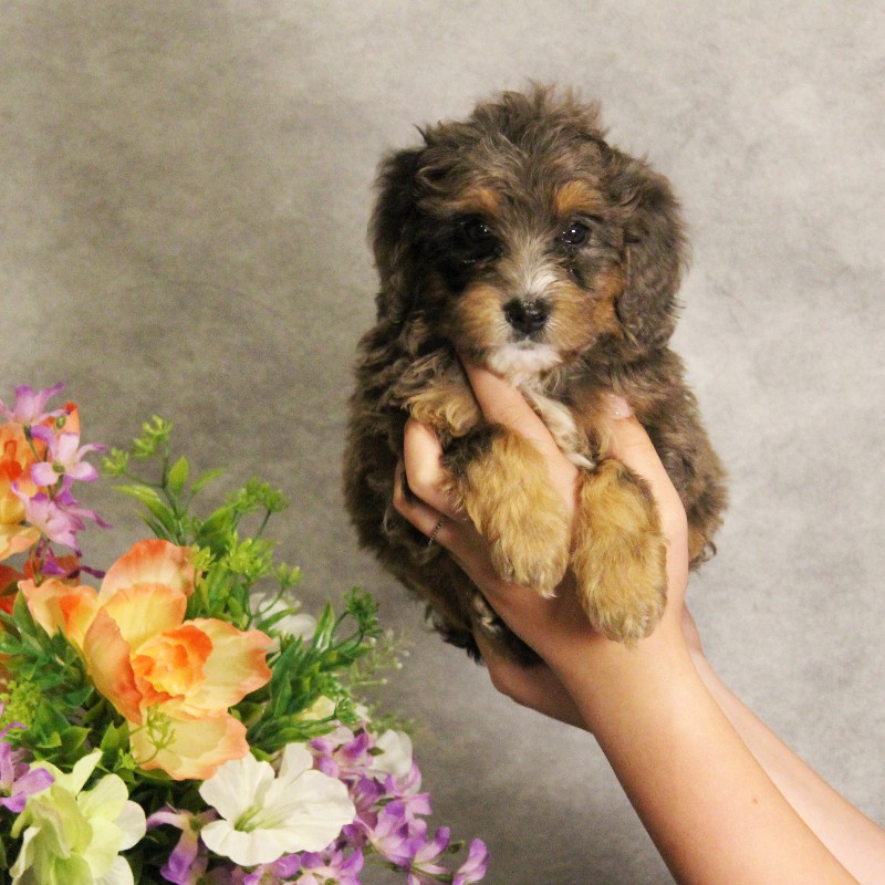 puppy, for, sale, Miniature Bernedoodle, Melvin  Fisher, dog, breeder, Coatesville, PA, dog-breeder, puppy-for-sale, forsale, nearby, find, puppyfind, locator, puppylocator, aca