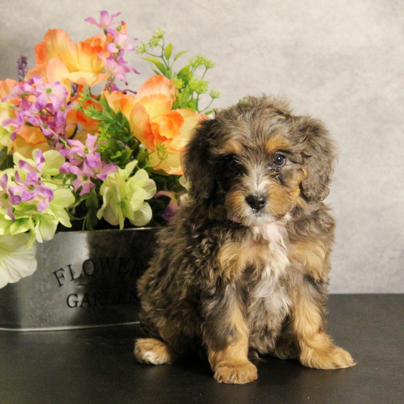 puppy, for, sale, Miniature Bernedoodle, Melvin  Fisher, dog, breeder, Coatesville, PA, dog-breeder, puppy-for-sale, forsale, nearby, find, puppyfind, locator, puppylocator, aca