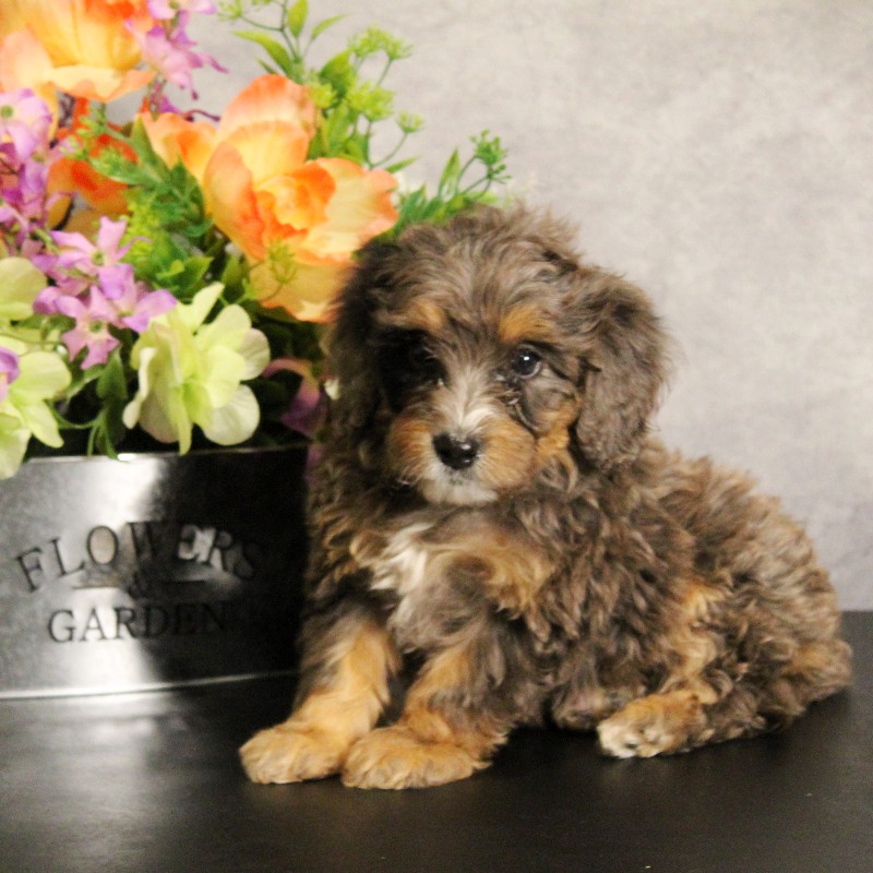 puppy, for, sale, Miniature Bernedoodle, Melvin  Fisher, dog, breeder, Coatesville, PA, dog-breeder, puppy-for-sale, forsale, nearby, find, puppyfind, locator, puppylocator, aca