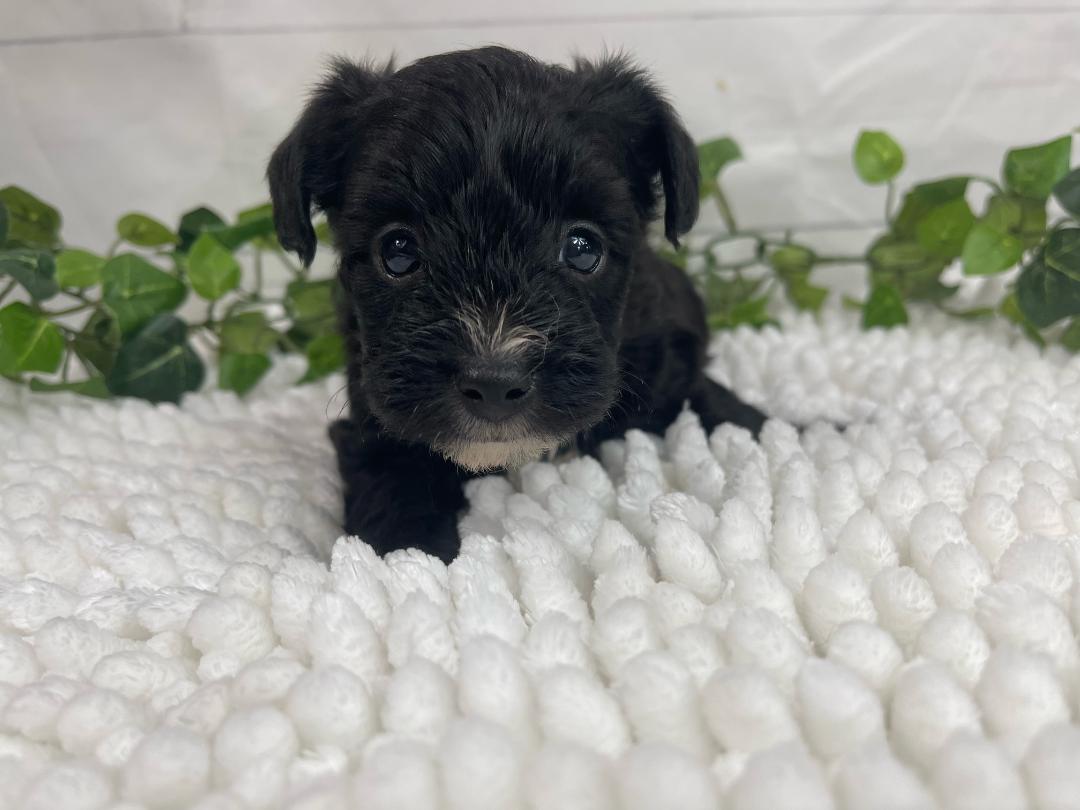 puppy, for, sale, Yorkiepoo, Alisa  Breedlove, dog, breeder, Waynesville, MO, dog-breeder, puppy-for-sale, forsale, nearby, find, puppyfind, locator, puppylocator, aca