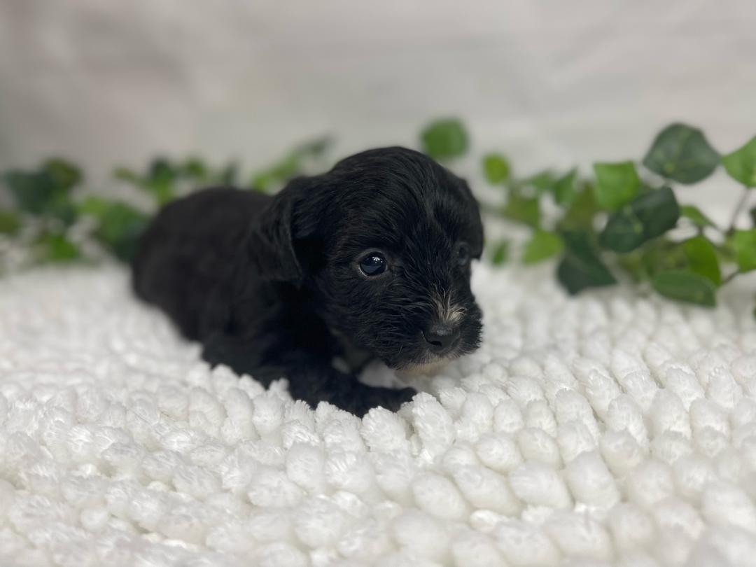 puppy, for, sale, Yorkiepoo, Alisa  Breedlove, dog, breeder, Waynesville, MO, dog-breeder, puppy-for-sale, forsale, nearby, find, puppyfind, locator, puppylocator, aca