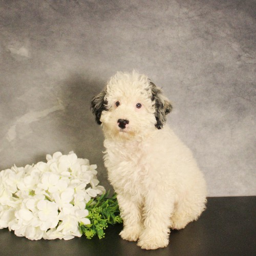 puppy, for, sale, Miniature Bernedoodle, Melvin  Fisher, dog, breeder, Coatesville, PA, dog-breeder, puppy-for-sale, forsale, nearby, find, puppyfind, locator, puppylocator, aca