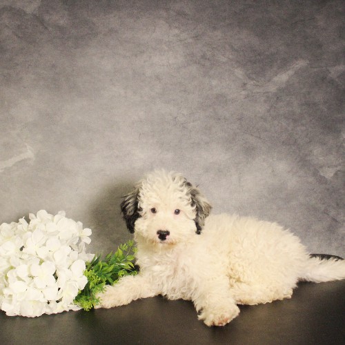 puppy, for, sale, Miniature Bernedoodle, Melvin  Fisher, dog, breeder, Coatesville, PA, dog-breeder, puppy-for-sale, forsale, nearby, find, puppyfind, locator, puppylocator, aca