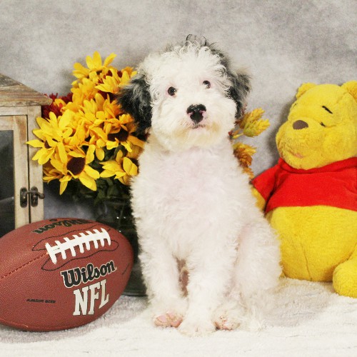 puppy, for, sale, Miniature Bernedoodle, Melvin  Fisher, dog, breeder, Coatesville, PA, dog-breeder, puppy-for-sale, forsale, nearby, find, puppyfind, locator, puppylocator, aca