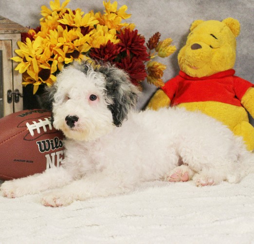 puppy, for, sale, Miniature Bernedoodle, Melvin  Fisher, dog, breeder, Coatesville, PA, dog-breeder, puppy-for-sale, forsale, nearby, find, puppyfind, locator, puppylocator, aca