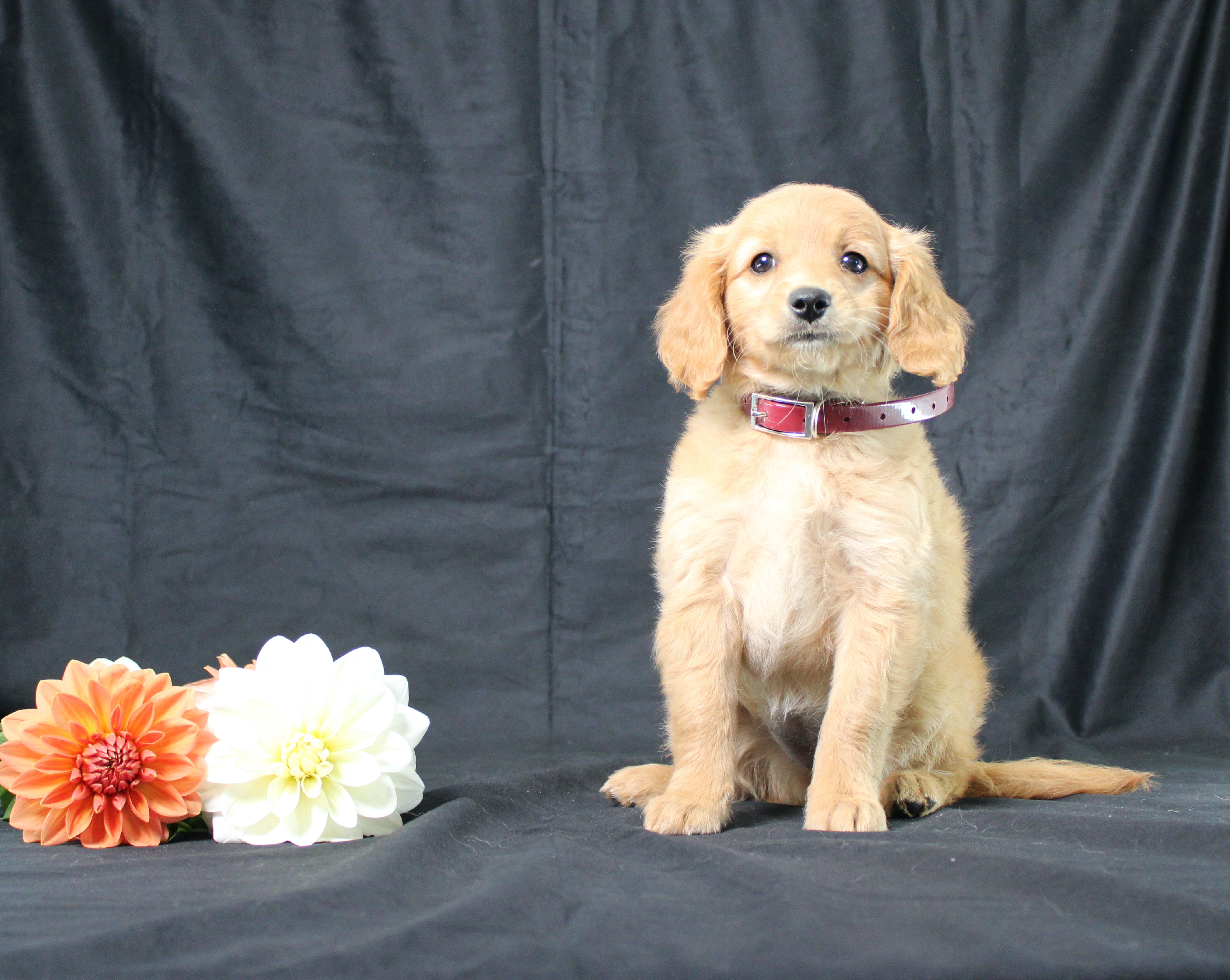 puppy, for, sale, Miniature Golden Retriever, Ivan J. Stoltzfus, dog, breeder, Dornsife, PA, dog-breeder, puppy-for-sale, forsale, nearby, find, puppyfind, locator, puppylocator, aca