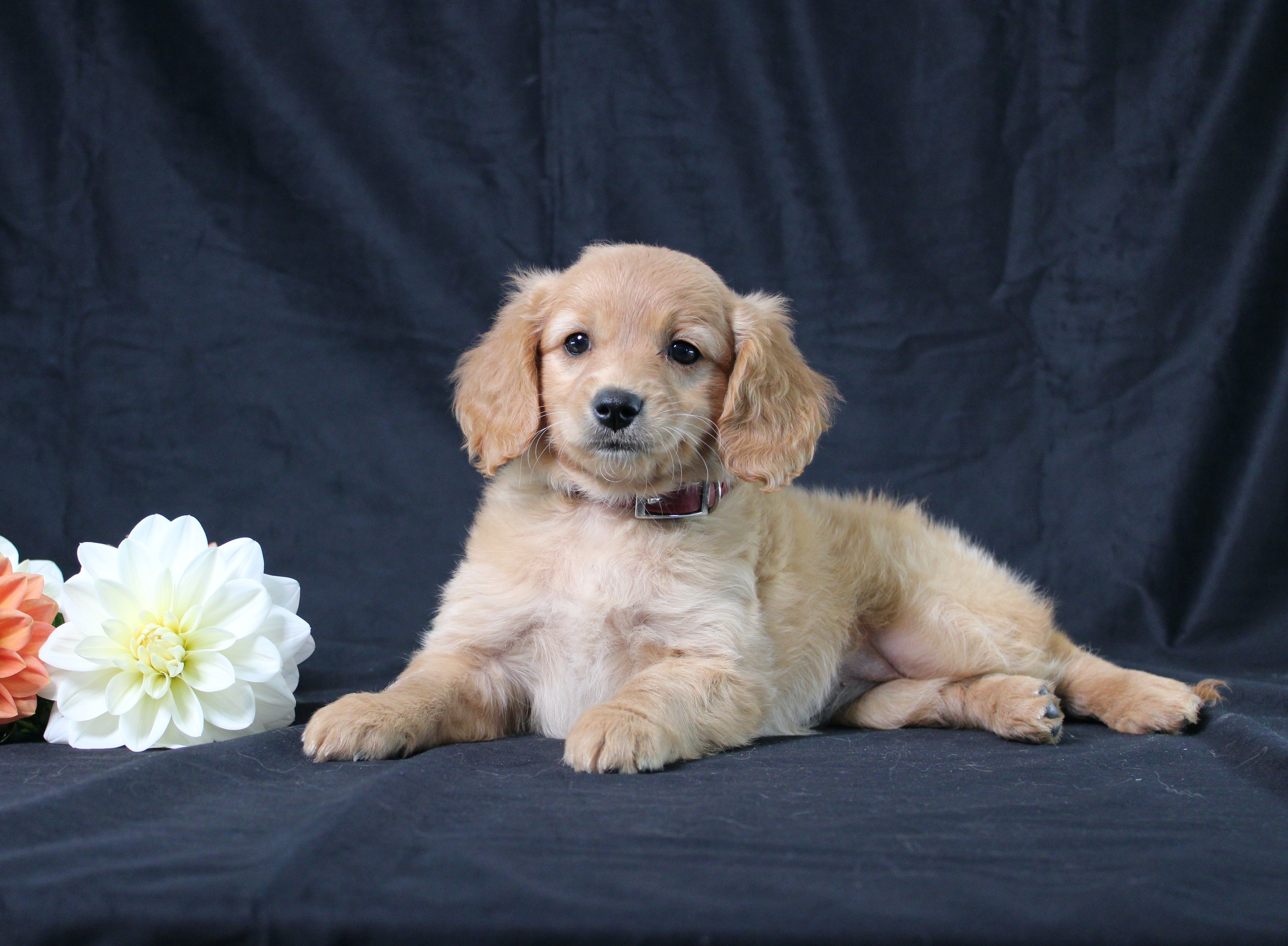 puppy, for, sale, Miniature Golden Retriever, Ivan J. Stoltzfus, dog, breeder, Dornsife, PA, dog-breeder, puppy-for-sale, forsale, nearby, find, puppyfind, locator, puppylocator, aca