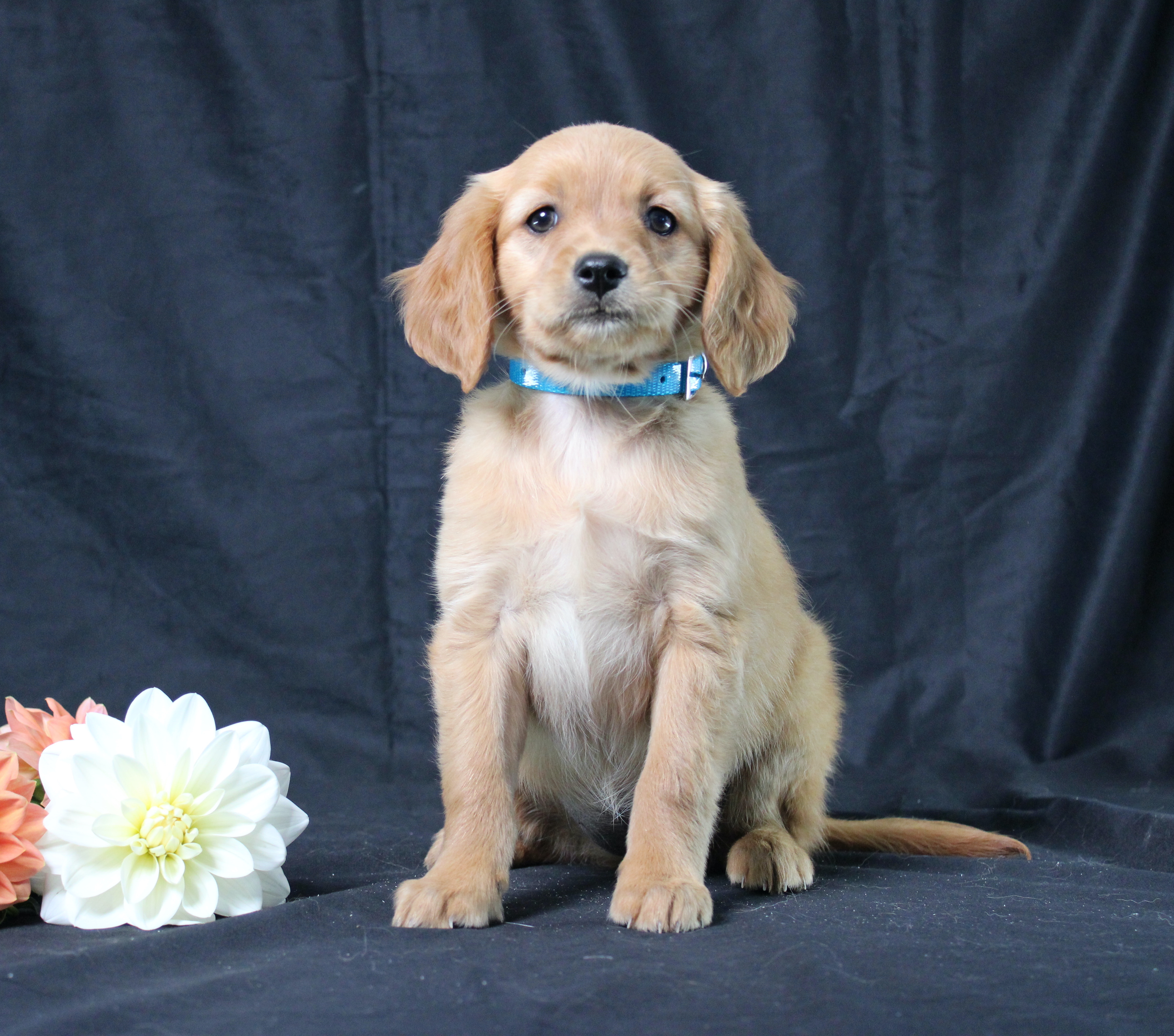 puppy, for, sale, Miniature Golden Retriever, Ivan J. Stoltzfus, dog, breeder, Dornsife, PA, dog-breeder, puppy-for-sale, forsale, nearby, find, puppyfind, locator, puppylocator, aca