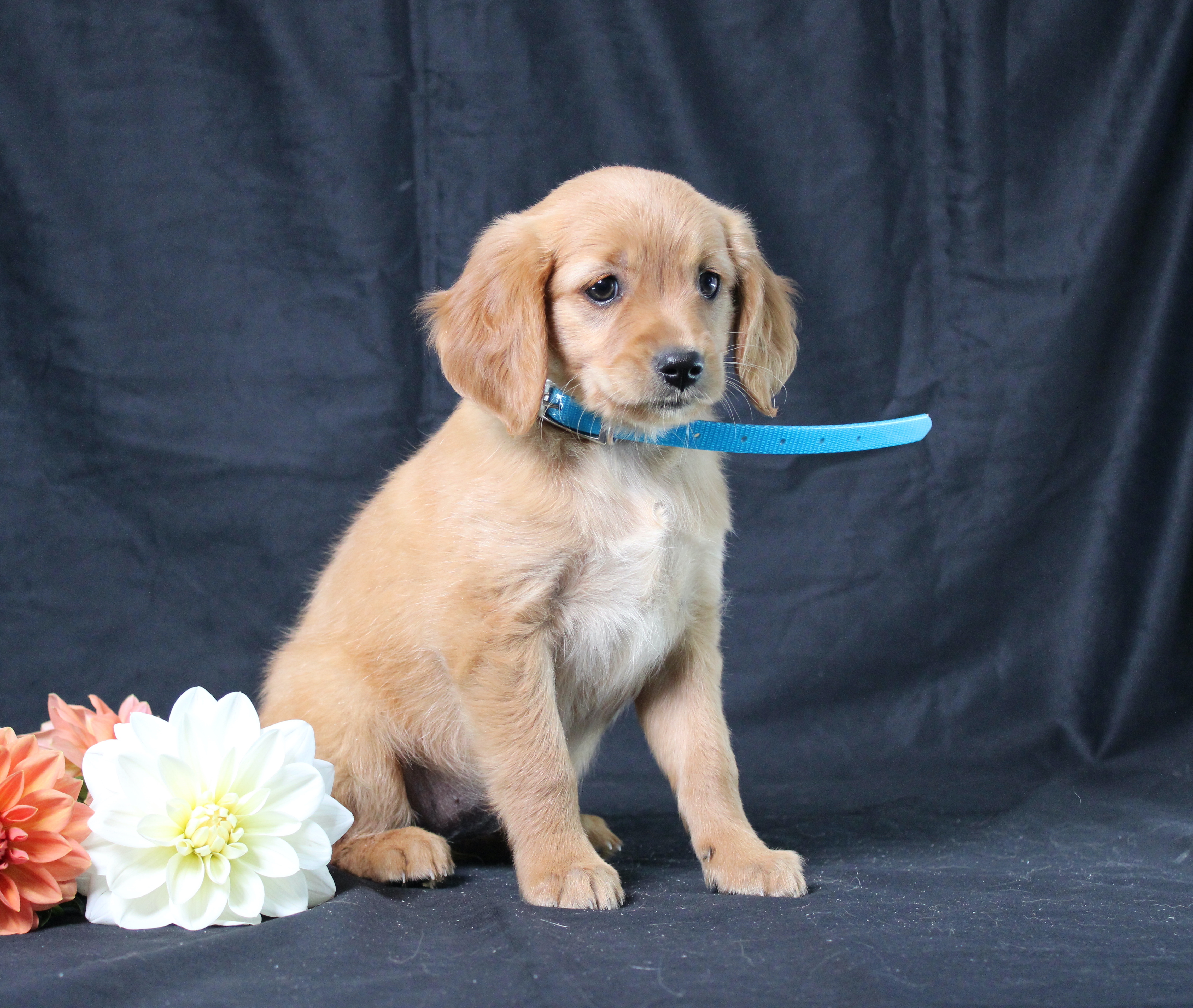 puppy, for, sale, Miniature Golden Retriever, Ivan J. Stoltzfus, dog, breeder, Dornsife, PA, dog-breeder, puppy-for-sale, forsale, nearby, find, puppyfind, locator, puppylocator, aca