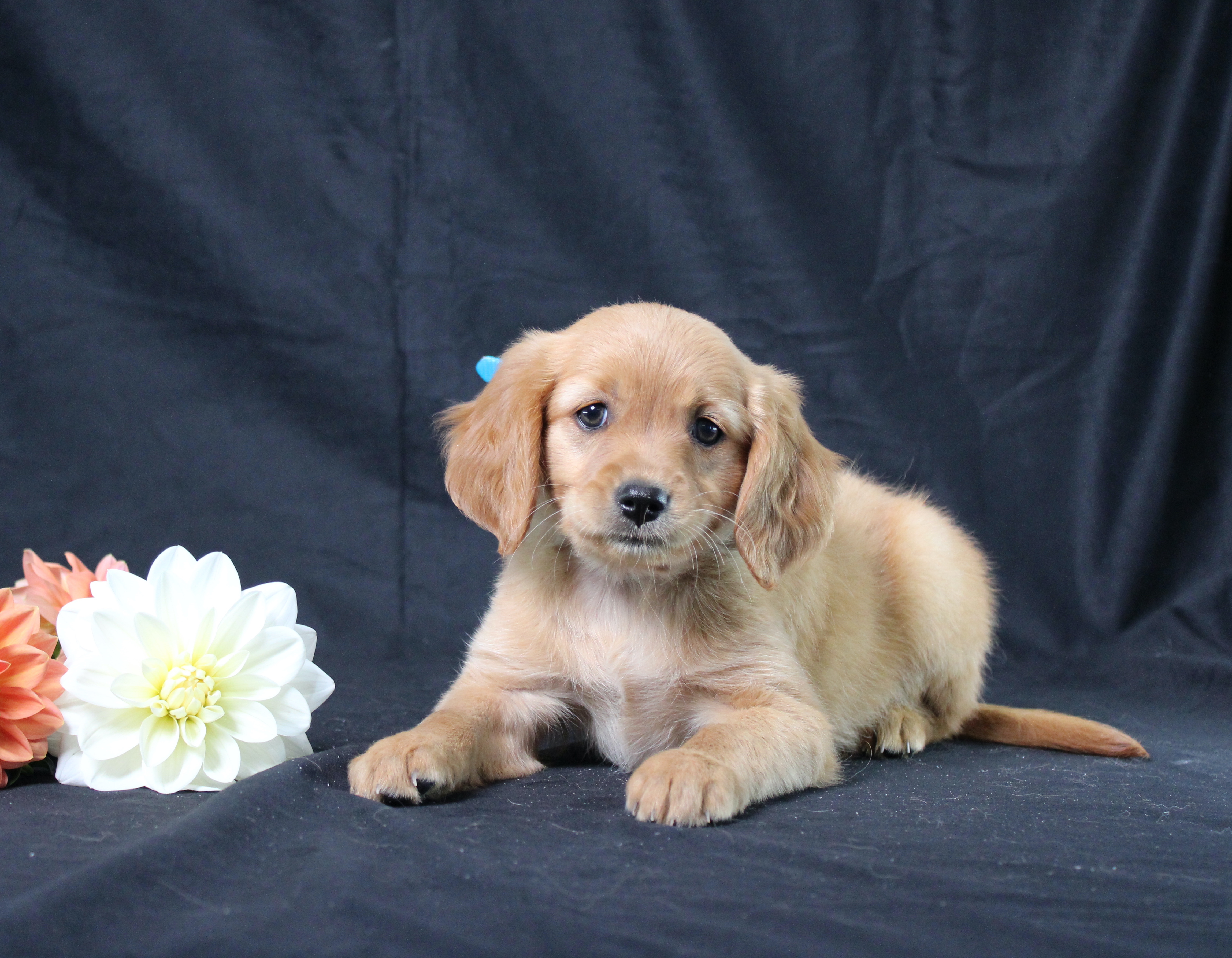 puppy, for, sale, Miniature Golden Retriever, Ivan J. Stoltzfus, dog, breeder, Dornsife, PA, dog-breeder, puppy-for-sale, forsale, nearby, find, puppyfind, locator, puppylocator, aca