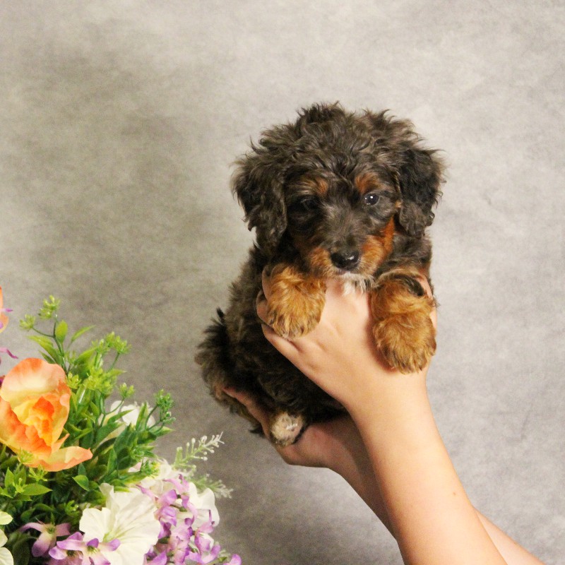 puppy, for, sale, Miniature Bernedoodle, Melvin  Fisher, dog, breeder, Coatesville, PA, dog-breeder, puppy-for-sale, forsale, nearby, find, puppyfind, locator, puppylocator, aca