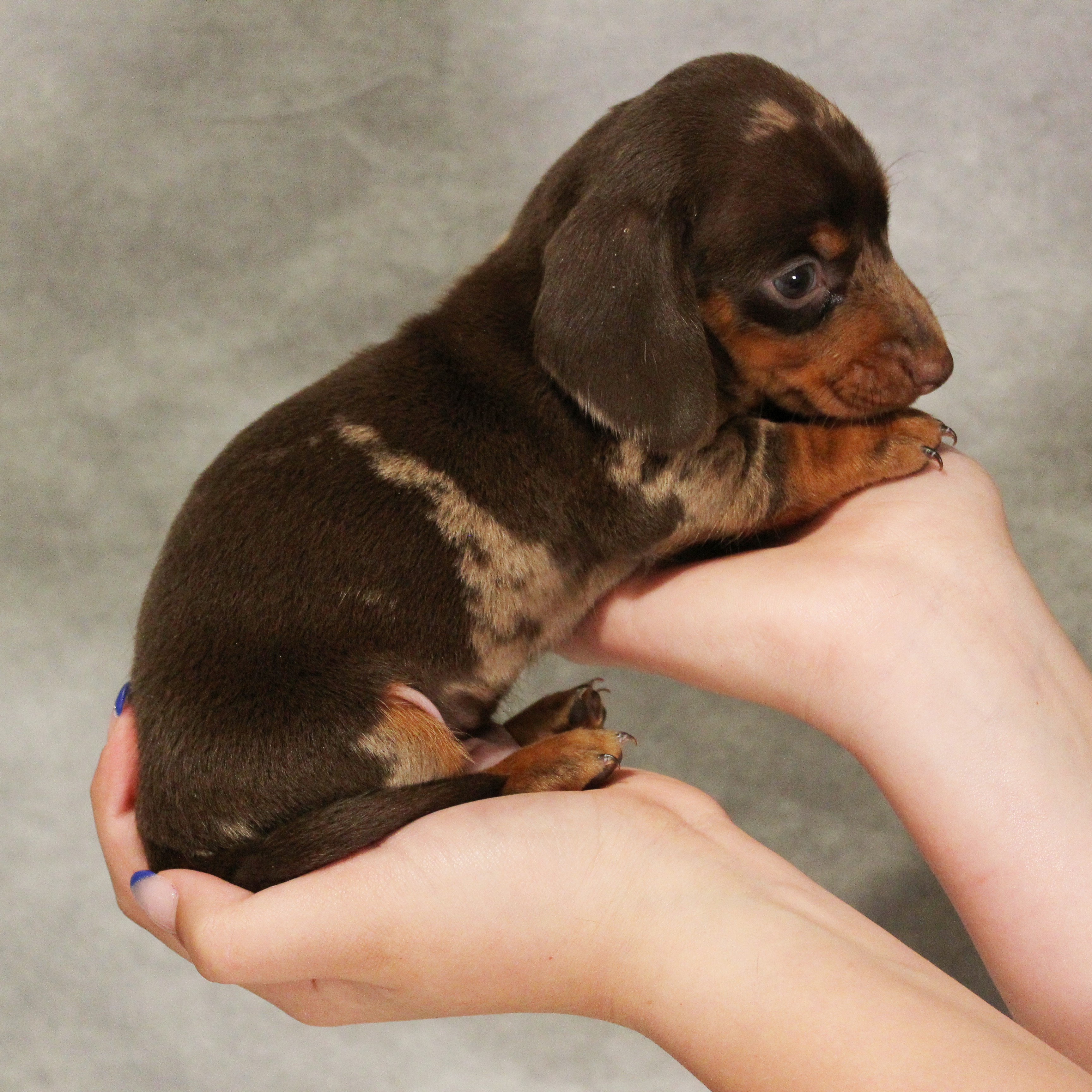 puppy, for, sale, Dachshund, Melvin  King, dog, breeder, Honey Brook, PA, dog-breeder, puppy-for-sale, forsale, nearby, find, puppyfind, locator, puppylocator, aca