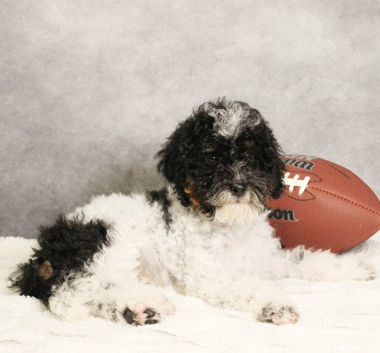 puppy, for, sale, Miniature Bernedoodle, Melvin  Fisher, dog, breeder, Coatesville, PA, dog-breeder, puppy-for-sale, forsale, nearby, find, puppyfind, locator, puppylocator, aca