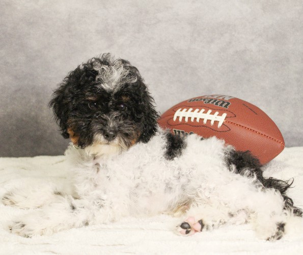 puppy, for, sale, Miniature Bernedoodle, Melvin  Fisher, dog, breeder, Coatesville, PA, dog-breeder, puppy-for-sale, forsale, nearby, find, puppyfind, locator, puppylocator, aca