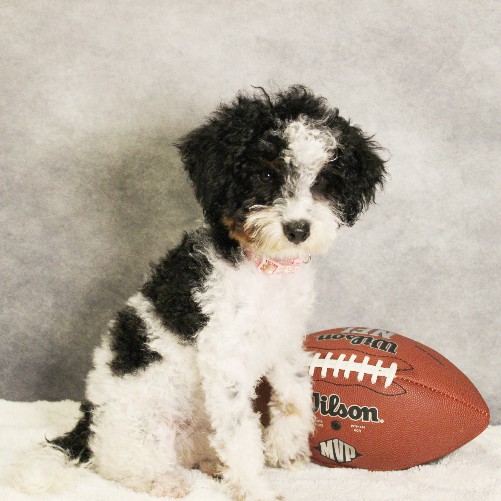 puppy, for, sale, Miniature Bernedoodle, Melvin  Fisher, dog, breeder, Coatesville, PA, dog-breeder, puppy-for-sale, forsale, nearby, find, puppyfind, locator, puppylocator, aca