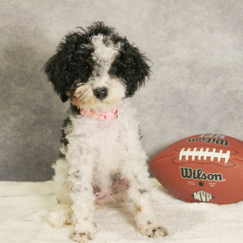 puppy, for, sale, Miniature Bernedoodle, Melvin  Fisher, dog, breeder, Coatesville, PA, dog-breeder, puppy-for-sale, forsale, nearby, find, puppyfind, locator, puppylocator, aca