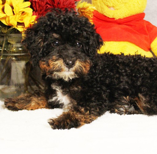 puppy, for, sale, Miniature Bernedoodle, Melvin  Fisher, dog, breeder, Coatesville, PA, dog-breeder, puppy-for-sale, forsale, nearby, find, puppyfind, locator, puppylocator, aca