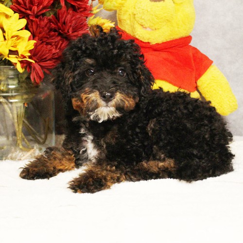 puppy, for, sale, Miniature Bernedoodle, Melvin  Fisher, dog, breeder, Coatesville, PA, dog-breeder, puppy-for-sale, forsale, nearby, find, puppyfind, locator, puppylocator, aca