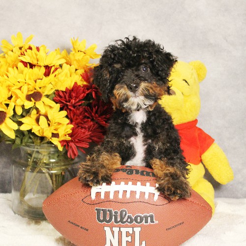 puppy, for, sale, Miniature Bernedoodle, Melvin  Fisher, dog, breeder, Coatesville, PA, dog-breeder, puppy-for-sale, forsale, nearby, find, puppyfind, locator, puppylocator, aca