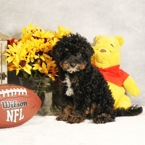 puppy, for, sale, Miniature Bernedoodle, Melvin  Fisher, dog, breeder, Coatesville, PA, dog-breeder, puppy-for-sale, forsale, nearby, find, puppyfind, locator, puppylocator, aca