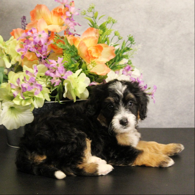 puppy, for, sale, Miniature Bernedoodle, Melvin  Fisher, dog, breeder, Coatesville, PA, dog-breeder, puppy-for-sale, forsale, nearby, find, puppyfind, locator, puppylocator, aca