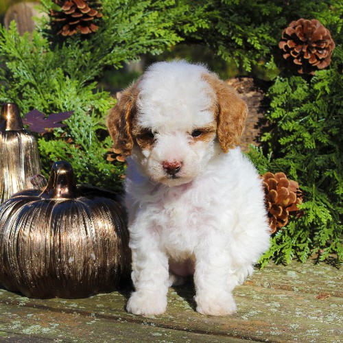 puppy, for, sale, Toy Poodle, Daniel J. Stoltzfoos, dog, breeder, Coatesville, PA, dog-breeder, puppy-for-sale, forsale, nearby, find, puppyfind, locator, puppylocator, aca