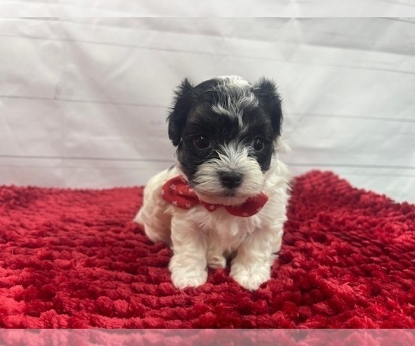 puppy, for, sale, Maltese/Poodle Toy, Alisa  Breedlove, dog, breeder, Waynesville, MO, dog-breeder, puppy-for-sale, forsale, nearby, find, puppyfind, locator, puppylocator, aca