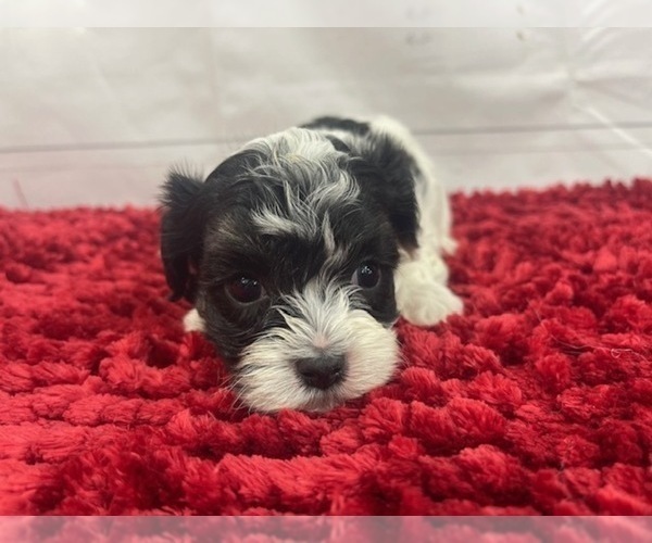 puppy, for, sale, Maltese/Poodle Toy, Alisa  Breedlove, dog, breeder, Waynesville, MO, dog-breeder, puppy-for-sale, forsale, nearby, find, puppyfind, locator, puppylocator, aca