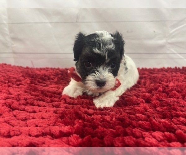 puppy, for, sale, Maltese/Poodle Toy, Alisa  Breedlove, dog, breeder, Waynesville, MO, dog-breeder, puppy-for-sale, forsale, nearby, find, puppyfind, locator, puppylocator, aca