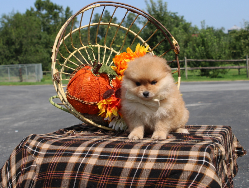 puppy, for, sale, Pomsky, Matthew B. Stoltzfus, dog, breeder, Gap, PA, dog-breeder, puppy-for-sale, forsale, nearby, find, puppyfind, locator, puppylocator, aca