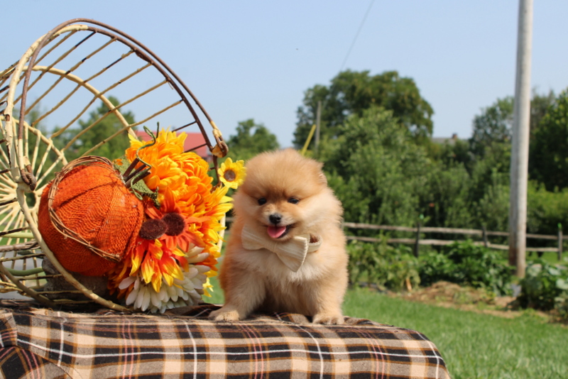 puppy, for, sale, Pomsky, Matthew B. Stoltzfus, dog, breeder, Gap, PA, dog-breeder, puppy-for-sale, forsale, nearby, find, puppyfind, locator, puppylocator, aca