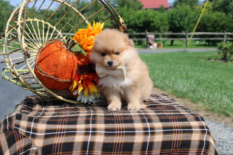 puppy, for, sale, Pomsky, Matthew B. Stoltzfus, dog, breeder, Gap, PA, dog-breeder, puppy-for-sale, forsale, nearby, find, puppyfind, locator, puppylocator, aca