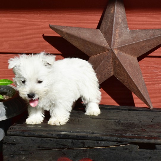 puppy, for, sale, West Highland White Terrier, Amos B. King, dog, breeder, Romney, WV, dog-breeder, puppy-for-sale, forsale, nearby, find, puppyfind, locator, puppylocator, aca