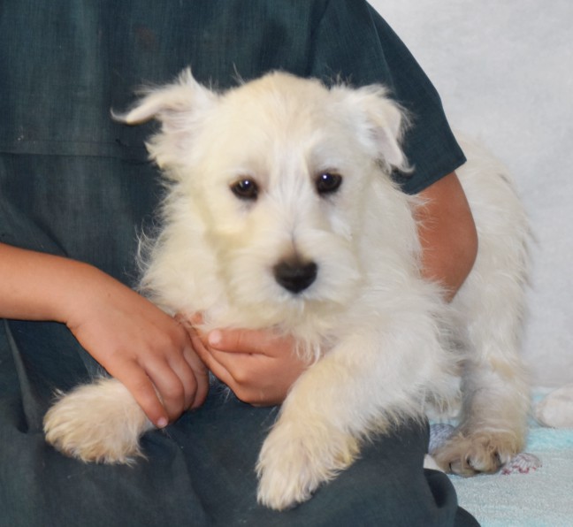 puppy, for, sale, West Highland White Terrier, Amos B. King, dog, breeder, Romney, WV, dog-breeder, puppy-for-sale, forsale, nearby, find, puppyfind, locator, puppylocator, aca