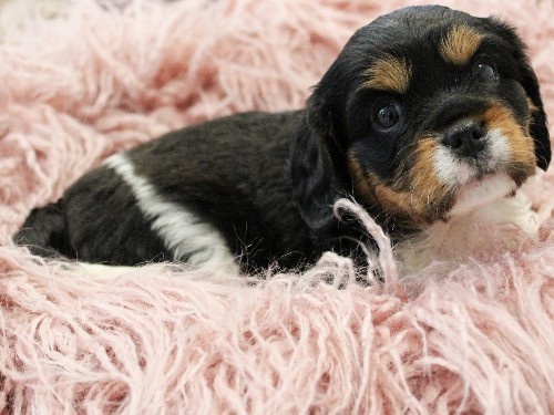 puppy, for, sale, Miniature Bernese Mountain Dog, Melvin  Fisher, dog, breeder, Coatesville, PA, dog-breeder, puppy-for-sale, forsale, nearby, find, puppyfind, locator, puppylocator, aca