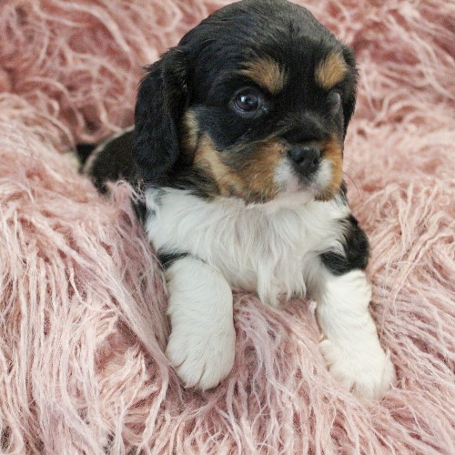 puppy, for, sale, Miniature Bernese Mountain Dog, Melvin  Fisher, dog, breeder, Coatesville, PA, dog-breeder, puppy-for-sale, forsale, nearby, find, puppyfind, locator, puppylocator, aca