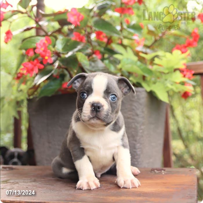 puppy, for, sale, Boston Terrier, John  Lapp, dog, breeder, Millerstown, PA, dog-breeder, puppy-for-sale, forsale, nearby, find, puppyfind, locator, puppylocator, aca