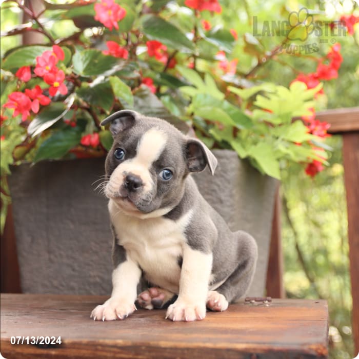 puppy, for, sale, Boston Terrier, John  Lapp, dog, breeder, Millerstown, PA, dog-breeder, puppy-for-sale, forsale, nearby, find, puppyfind, locator, puppylocator, aca