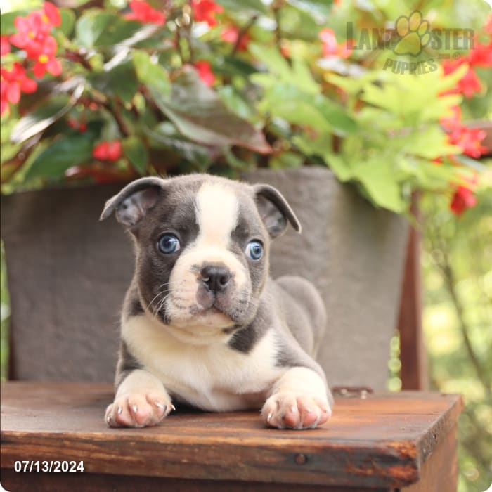 puppy, for, sale, Boston Terrier, John  Lapp, dog, breeder, Millerstown, PA, dog-breeder, puppy-for-sale, forsale, nearby, find, puppyfind, locator, puppylocator, aca