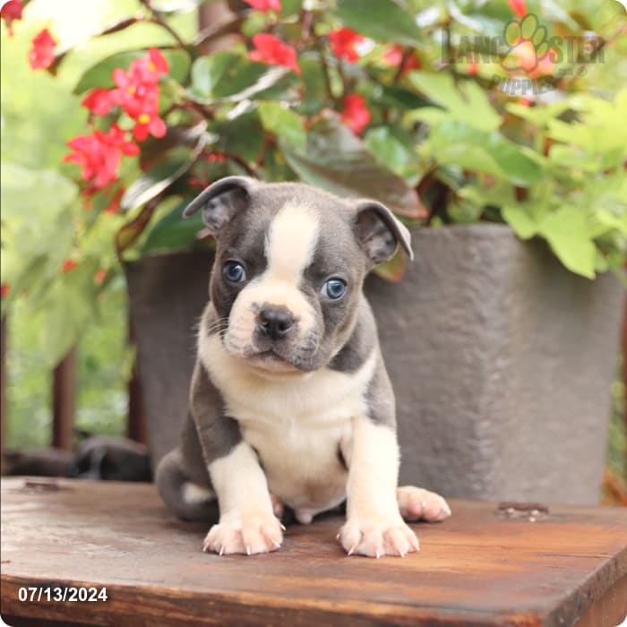 puppy, for, sale, Boston Terrier, John  Lapp, dog, breeder, Millerstown, PA, dog-breeder, puppy-for-sale, forsale, nearby, find, puppyfind, locator, puppylocator, aca