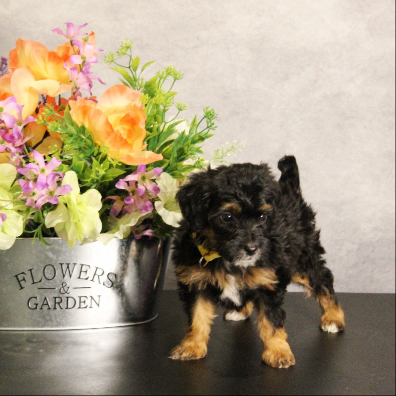 puppy, for, sale, Miniature Bernedoodle, Melvin  Fisher, dog, breeder, Coatesville, PA, dog-breeder, puppy-for-sale, forsale, nearby, find, puppyfind, locator, puppylocator, aca