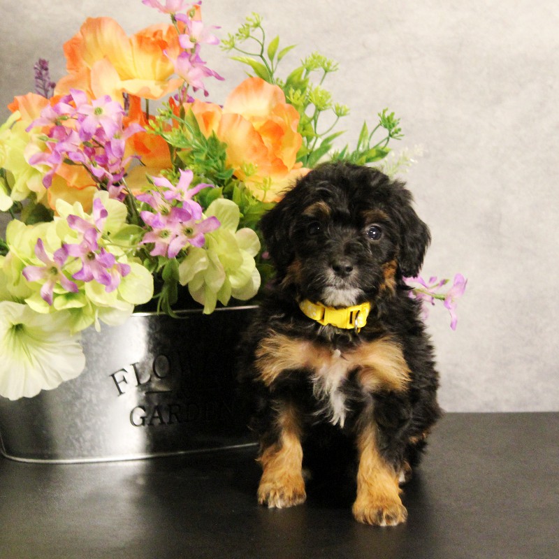 puppy, for, sale, Miniature Bernedoodle, Melvin  Fisher, dog, breeder, Coatesville, PA, dog-breeder, puppy-for-sale, forsale, nearby, find, puppyfind, locator, puppylocator, aca