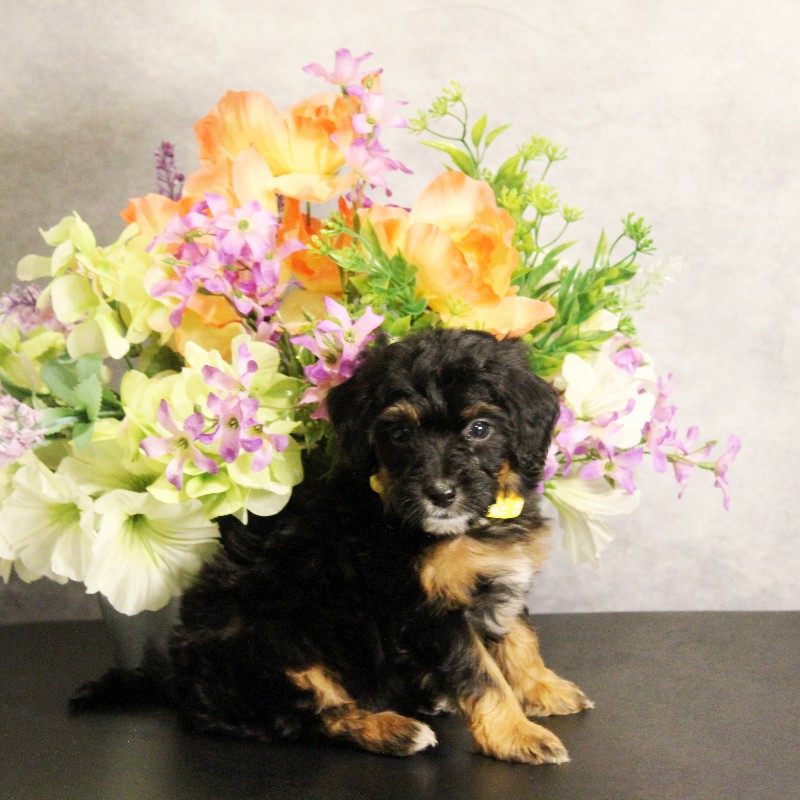 puppy, for, sale, Miniature Bernedoodle, Melvin  Fisher, dog, breeder, Coatesville, PA, dog-breeder, puppy-for-sale, forsale, nearby, find, puppyfind, locator, puppylocator, aca