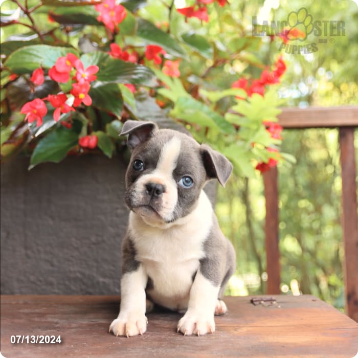 puppy, for, sale, Boston Terrier, John  Lapp, dog, breeder, Millerstown, PA, dog-breeder, puppy-for-sale, forsale, nearby, find, puppyfind, locator, puppylocator, aca