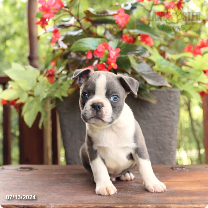 puppy, for, sale, Boston Terrier, John  Lapp, dog, breeder, Millerstown, PA, dog-breeder, puppy-for-sale, forsale, nearby, find, puppyfind, locator, puppylocator, aca