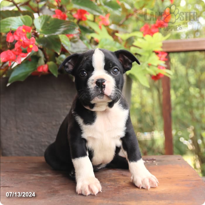 puppy, for, sale, Boston Terrier, John  Lapp, dog, breeder, Millerstown, PA, dog-breeder, puppy-for-sale, forsale, nearby, find, puppyfind, locator, puppylocator, aca