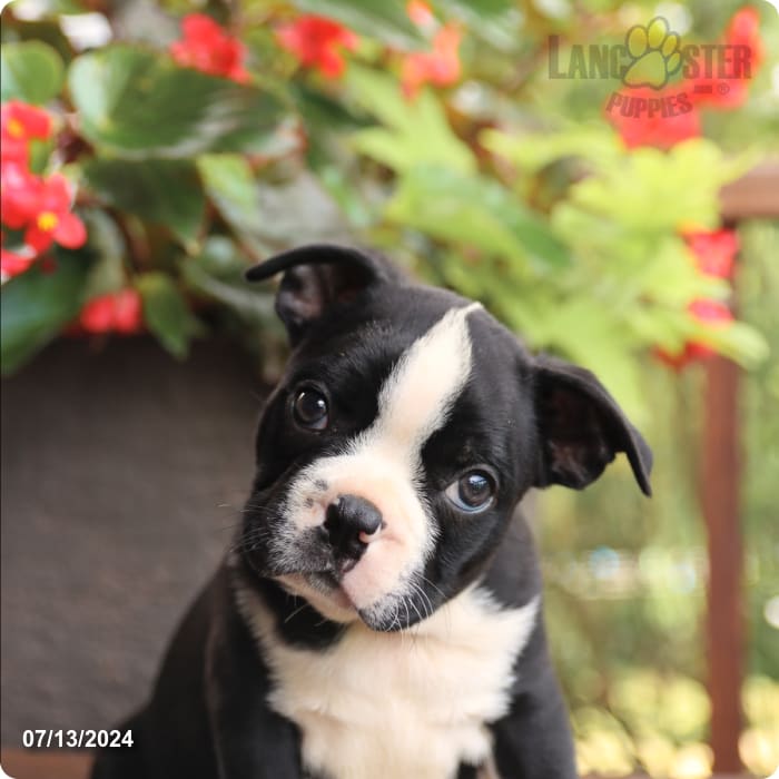 puppy, for, sale, Boston Terrier, John  Lapp, dog, breeder, Millerstown, PA, dog-breeder, puppy-for-sale, forsale, nearby, find, puppyfind, locator, puppylocator, aca