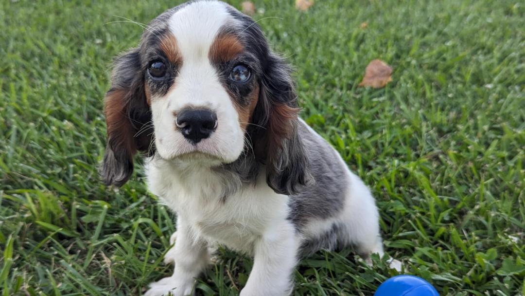 puppy, for, sale, Cavalier King Charles Spaniel, Randy  Swartzentruber, dog, breeder, Half Way, MO, dog-breeder, puppy-for-sale, forsale, nearby, find, puppyfind, locator, puppylocator, aca