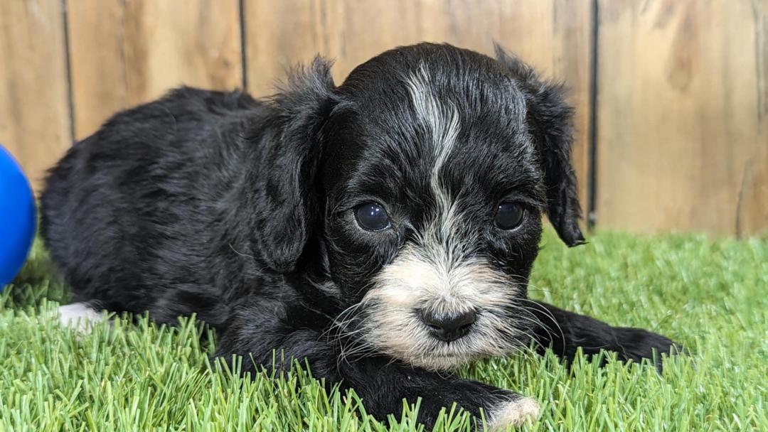 puppy, for, sale, Cavapoo, Randy  Swartzentruber, dog, breeder, Half Way, MO, dog-breeder, puppy-for-sale, forsale, nearby, find, puppyfind, locator, puppylocator, aca